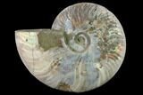 Silver Iridescent Ammonite (Cleoniceras) Fossil - Madagascar #137391-2